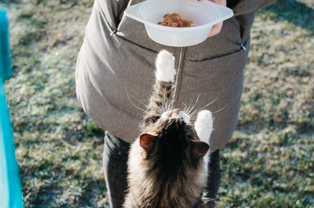 Comida húmeda para gatos en la Thermomix