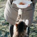 Comida húmeda para gatos en la Thermomix